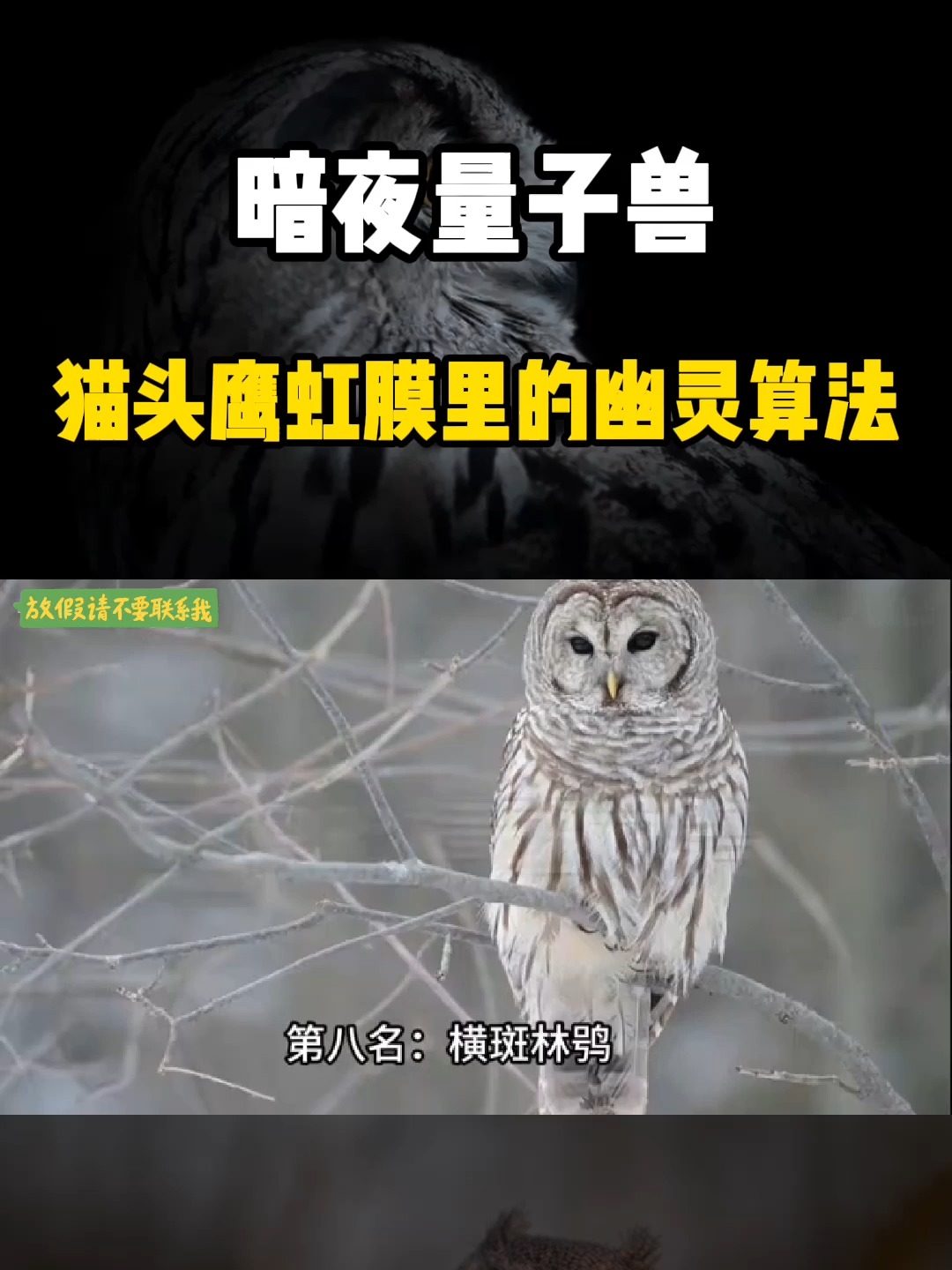 猫头鹰的叫声介绍猫头鹰怎么叫的