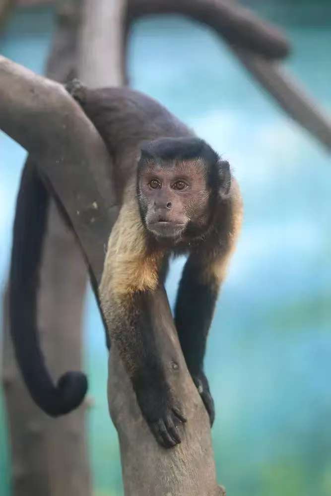 猴子的尾巴作用是什么呢