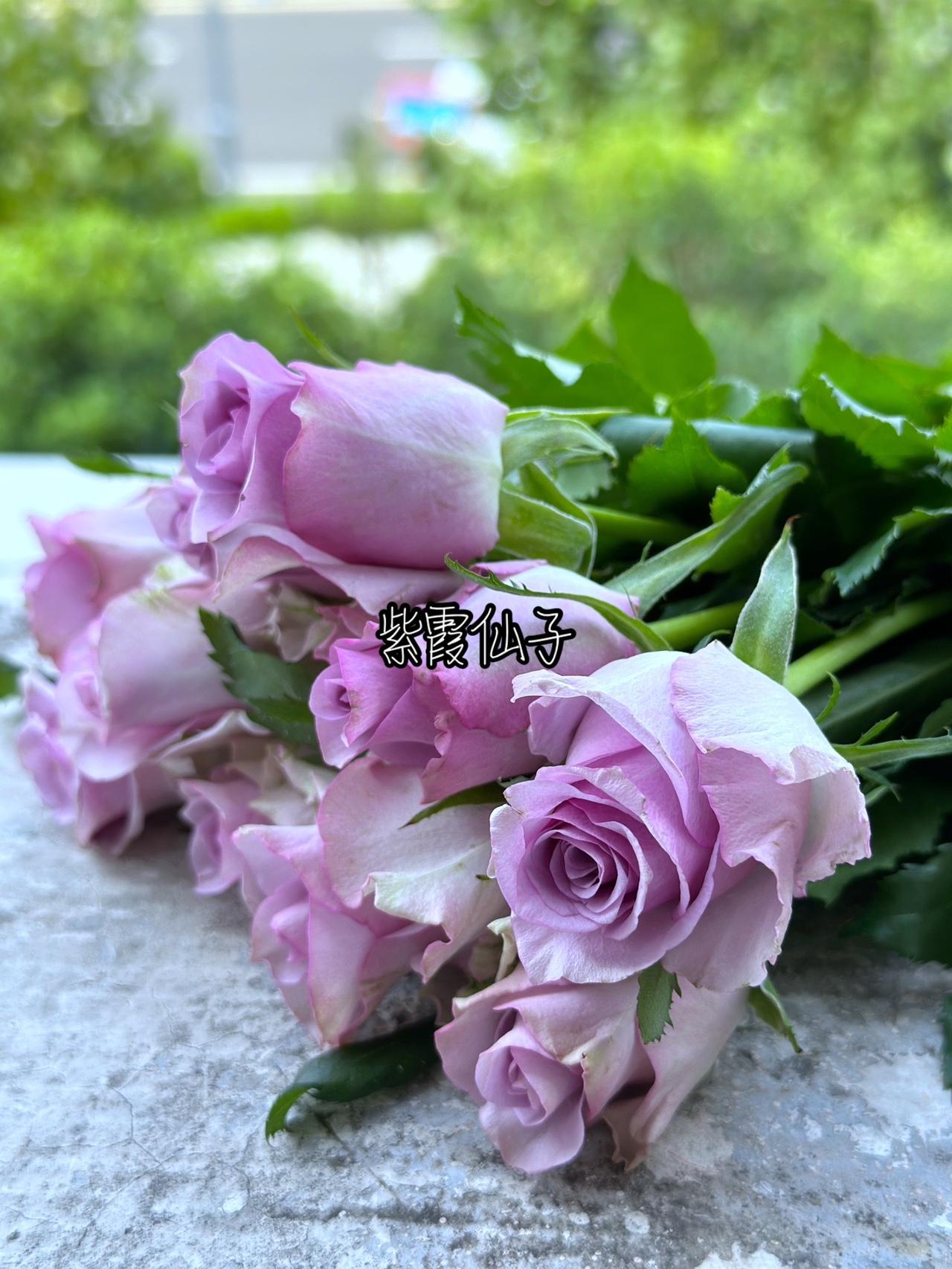 紫色风信子花语简单介绍