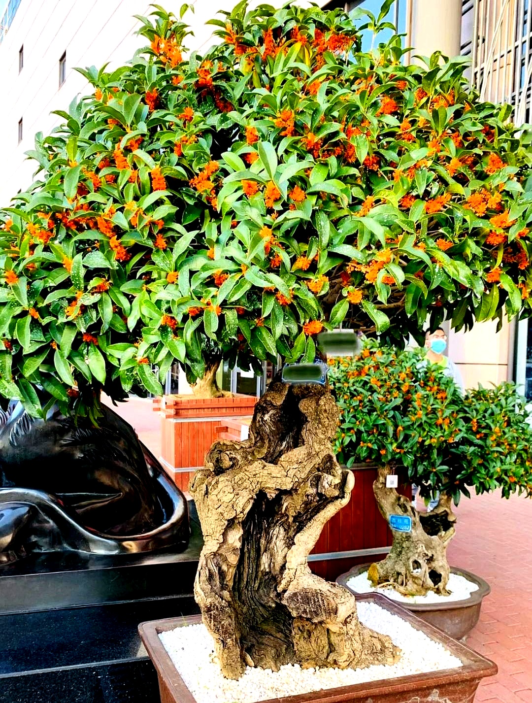 农村大门口栽哪些树旺财