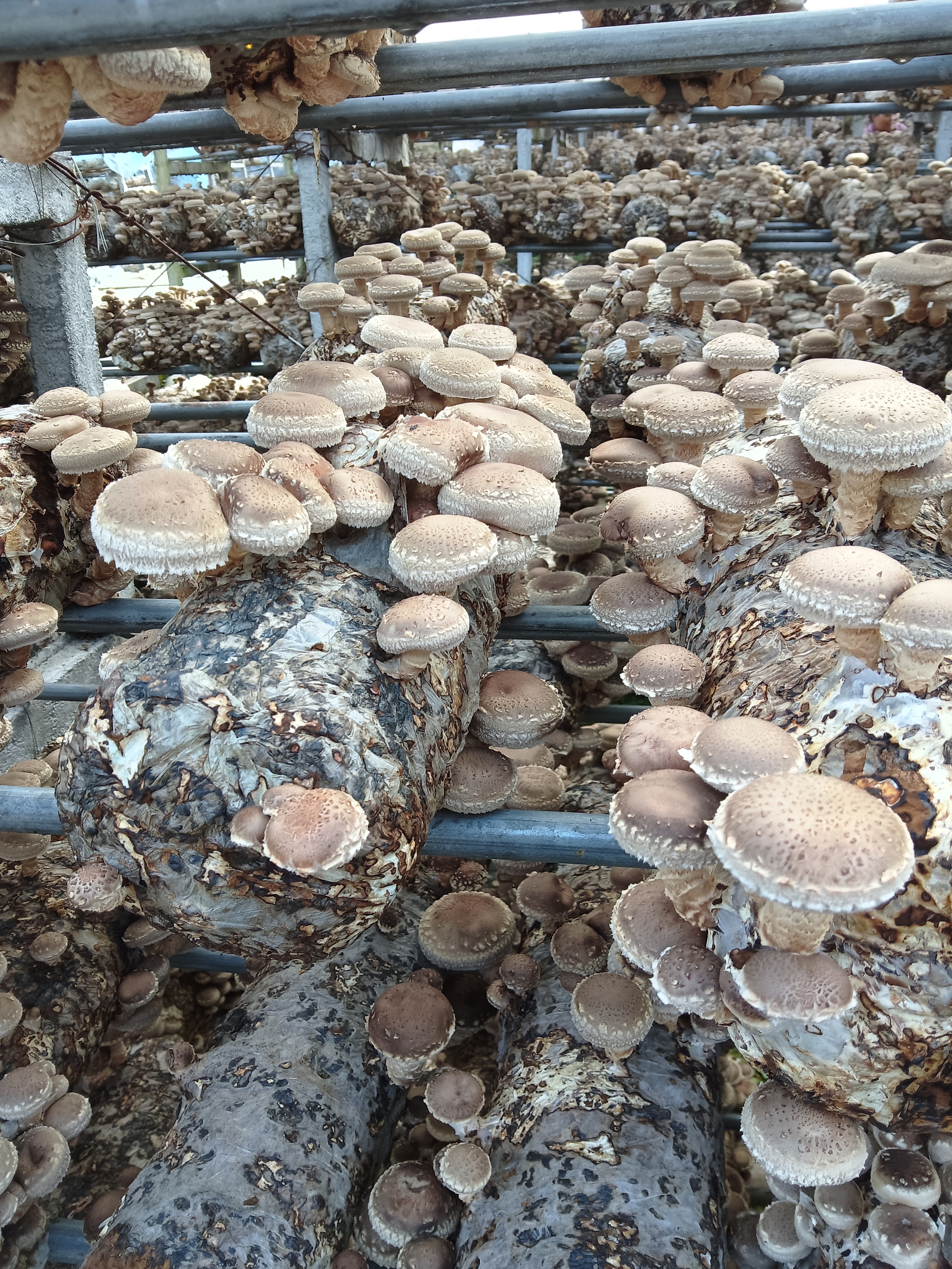 国内有哪些著名的香菇产地