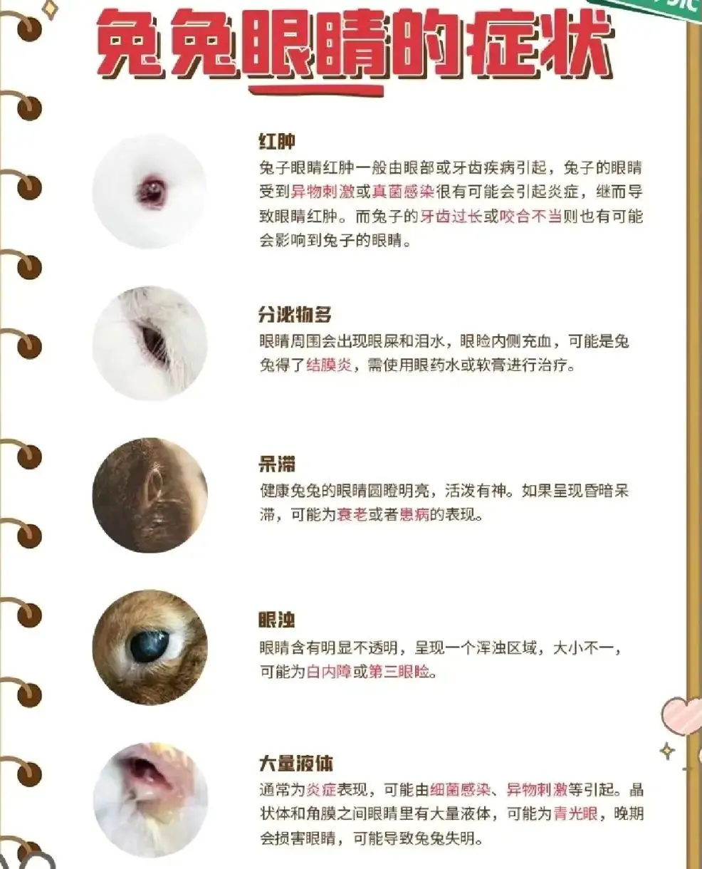 兔子临死前都有什么预示