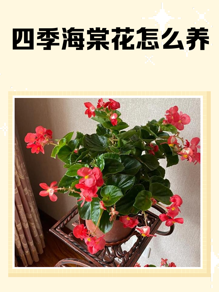 大花海棠海棠花的养殖方法