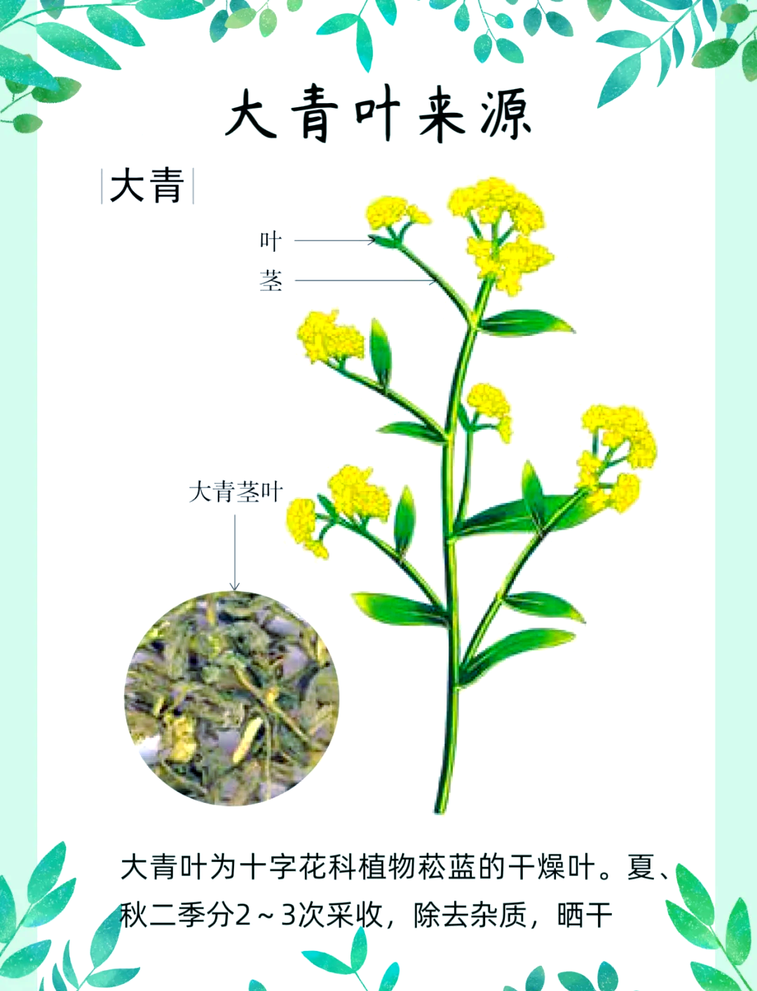 芫青的功效与作用及药用价值