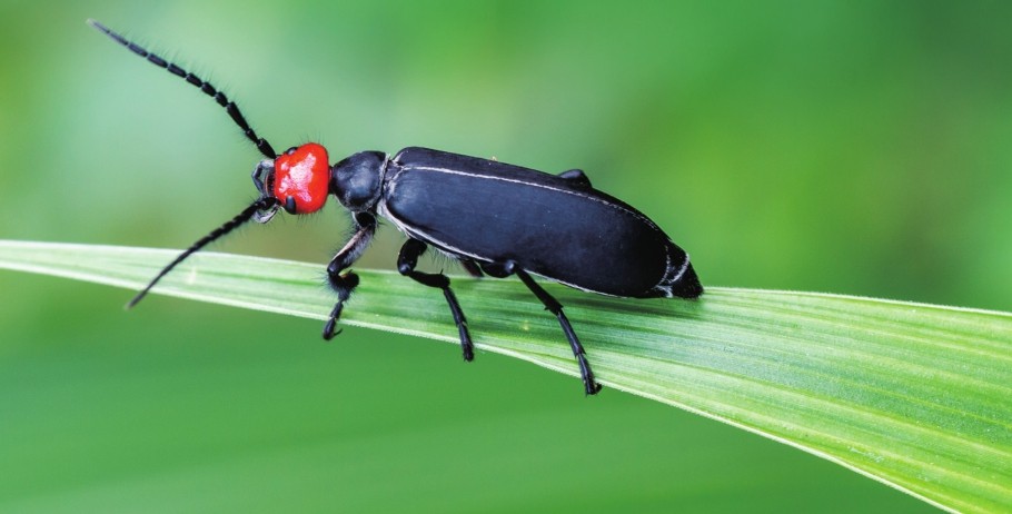 芫青的功效与作用及药用价值