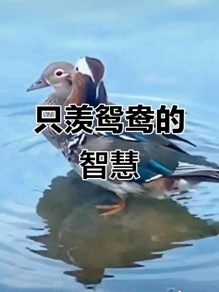 只羡鸳鸯不羡仙什么意思