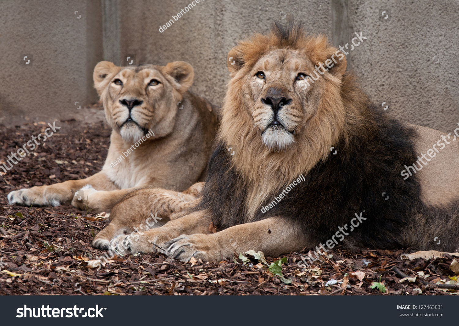 male和female是什么意思