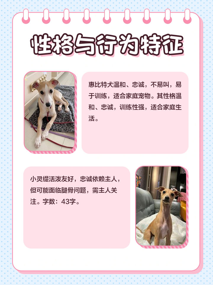 惠比特犬优点和缺点是什么