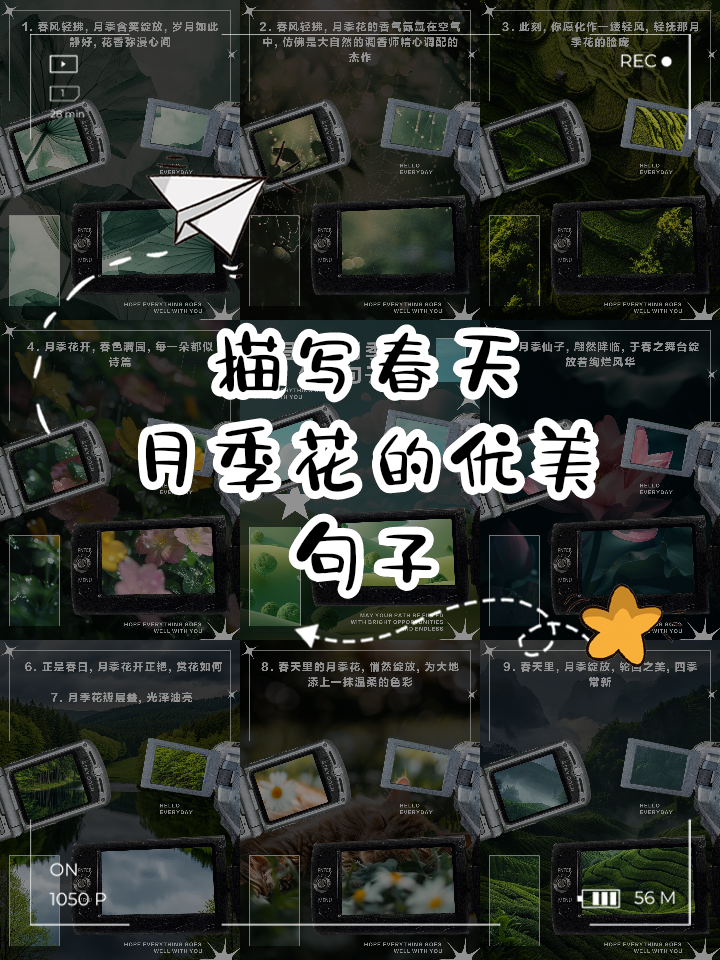 赞美月季花的优美句子有哪些