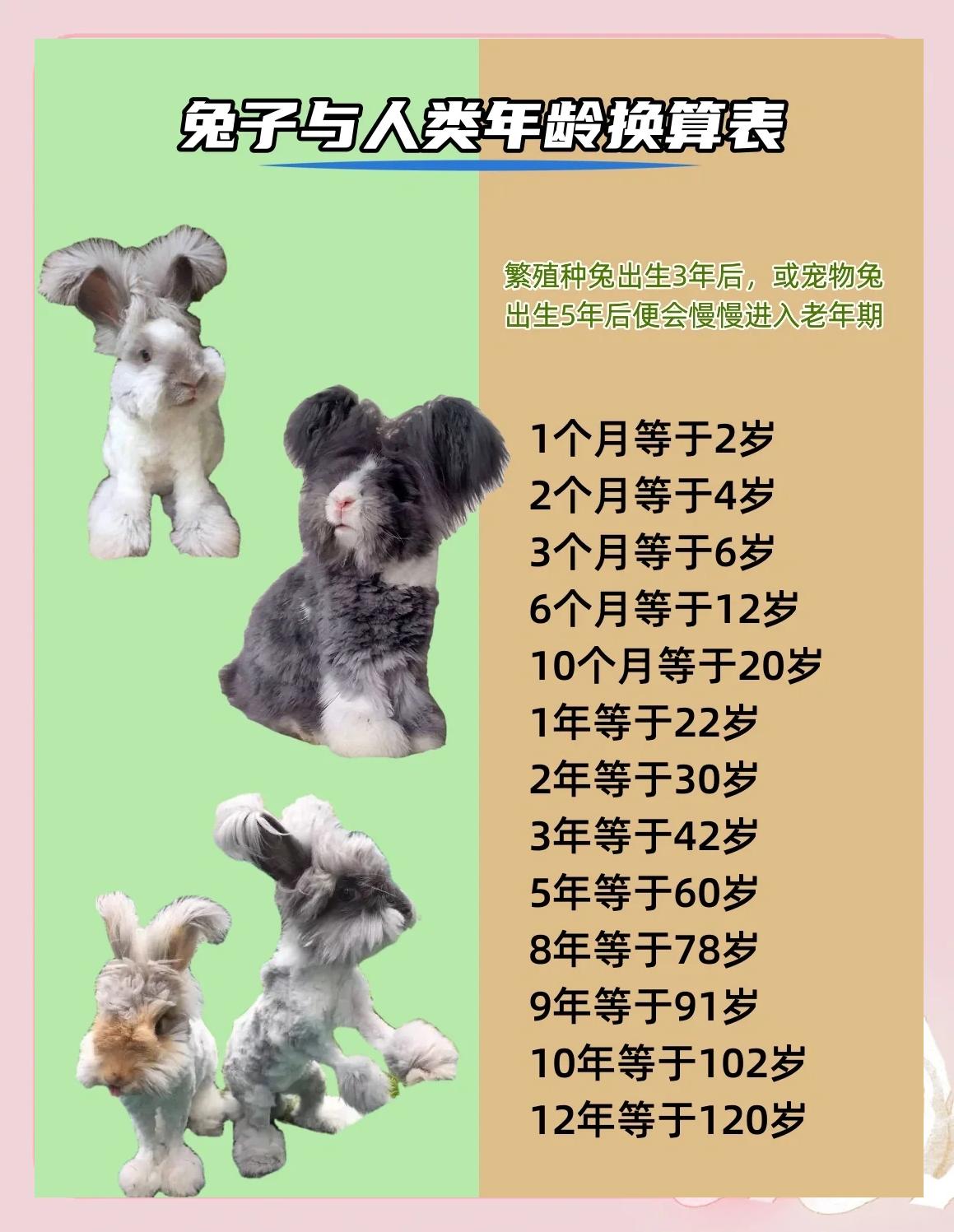 兔子不能养三年有什么说法