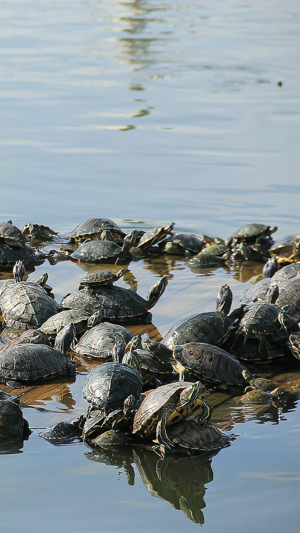 梦见乌龟是什么意思周公解梦