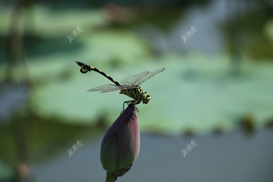 陌上春草的意思是什么