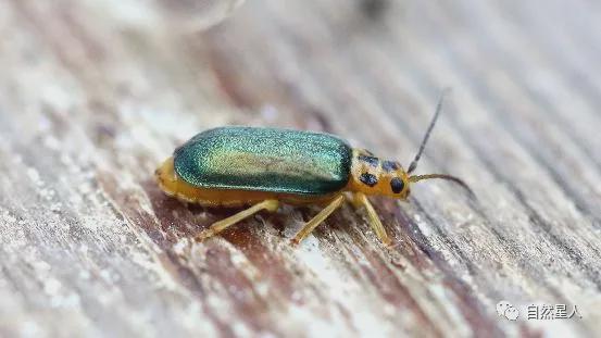 榆蓝叶甲虫进屋怎么消灭