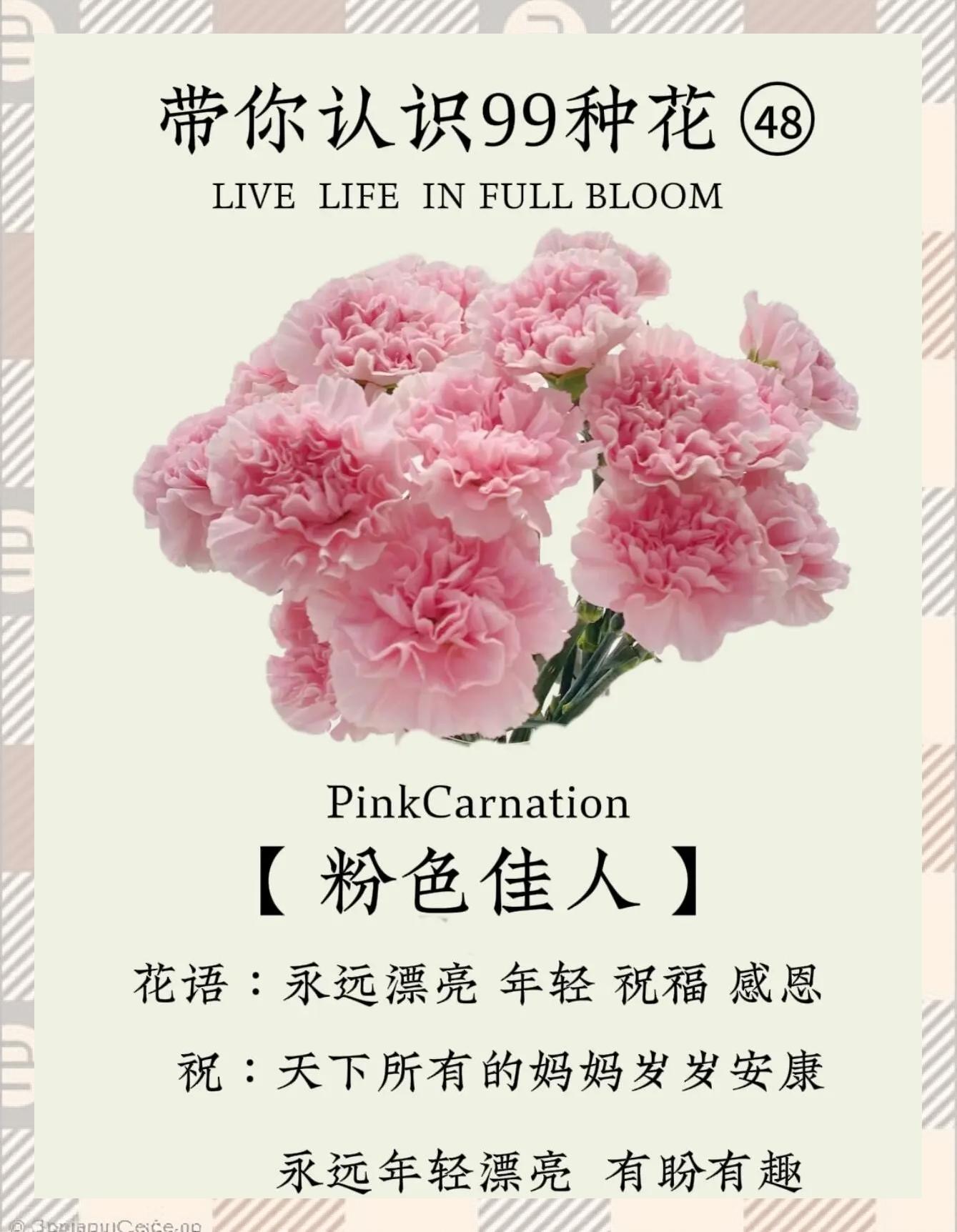 康乃馨的花语是什么象征了什么新闻