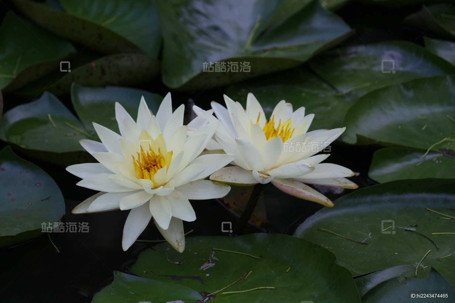 睡莲和荷花是一种植物吗