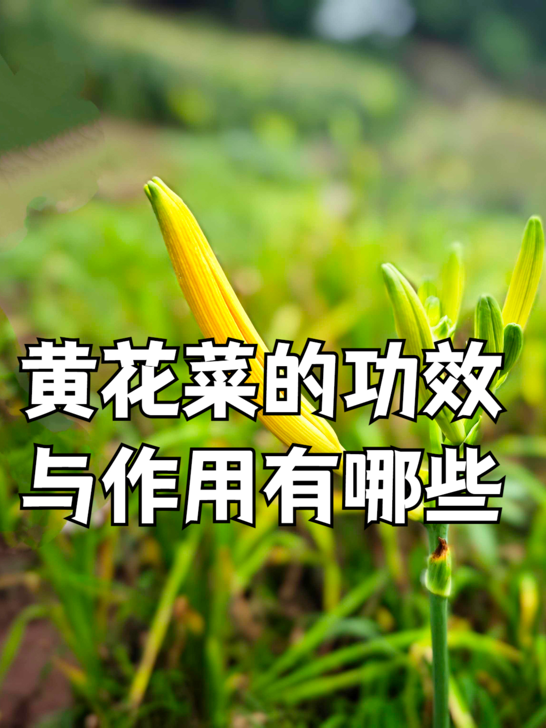 金花菜怎么炒好吃金花菜的功效与作用