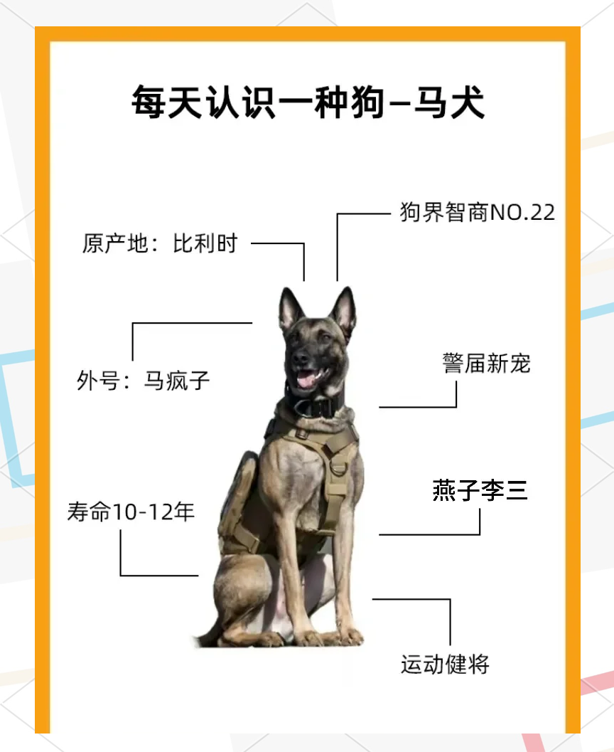 马犬几个月开始训练?初次饲养这些你需知道