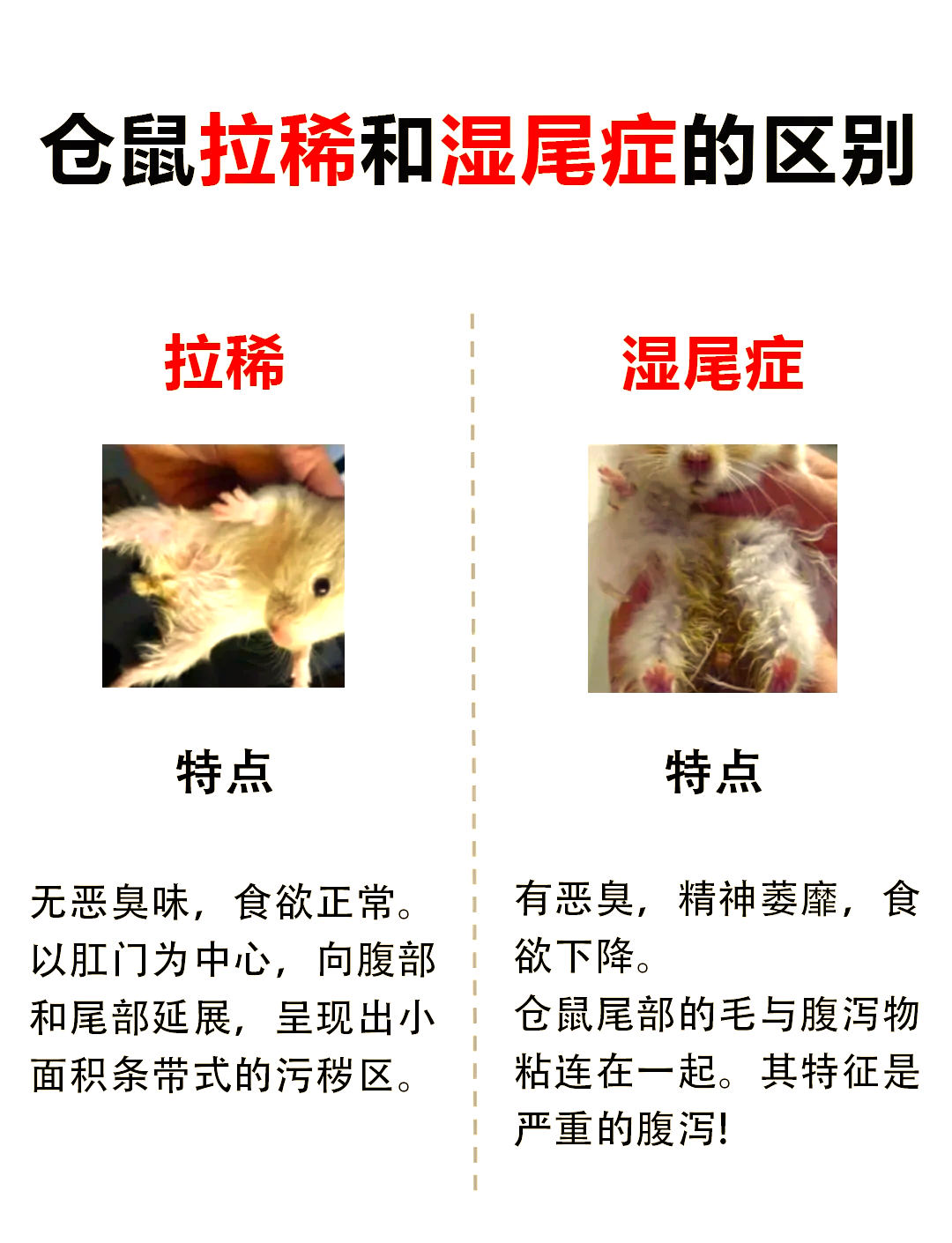 仓鼠行为失序症有什么症状?