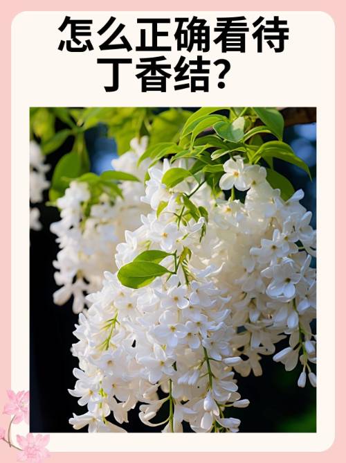 作家宗璞散文丁香结想表达的是什么