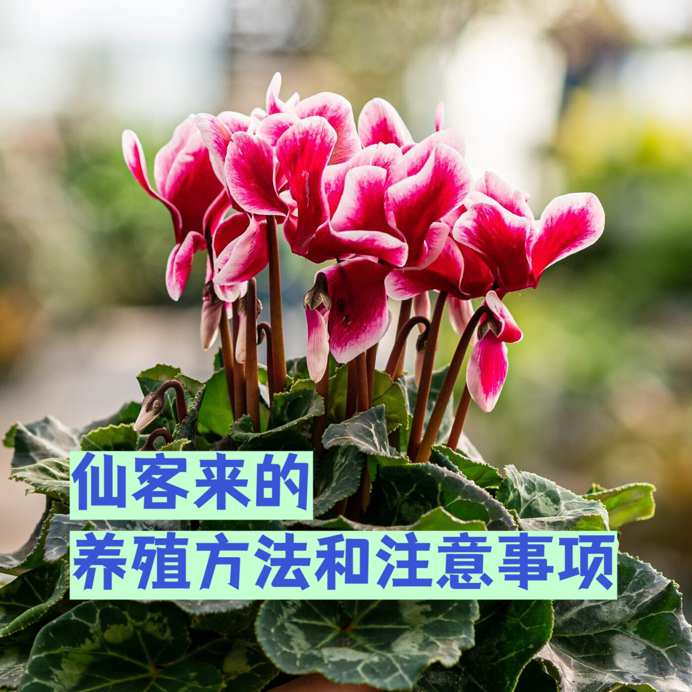 仙客来的养殖方式及注意事项