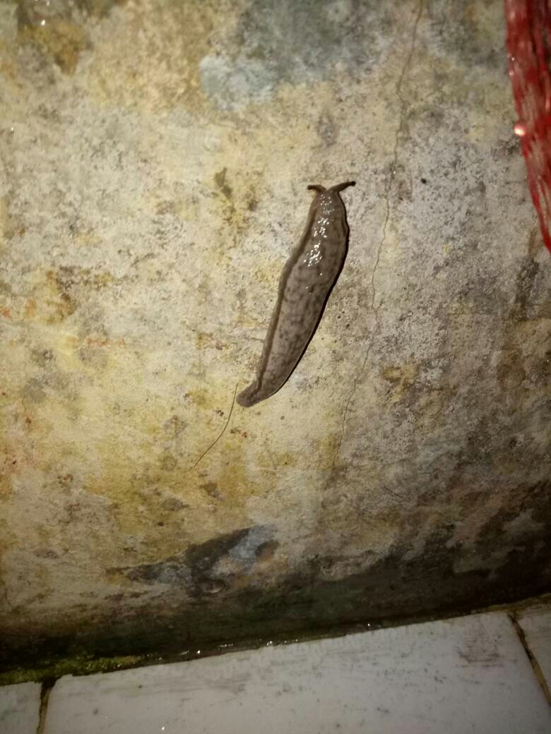 下水道鼻涕虫怎么根除