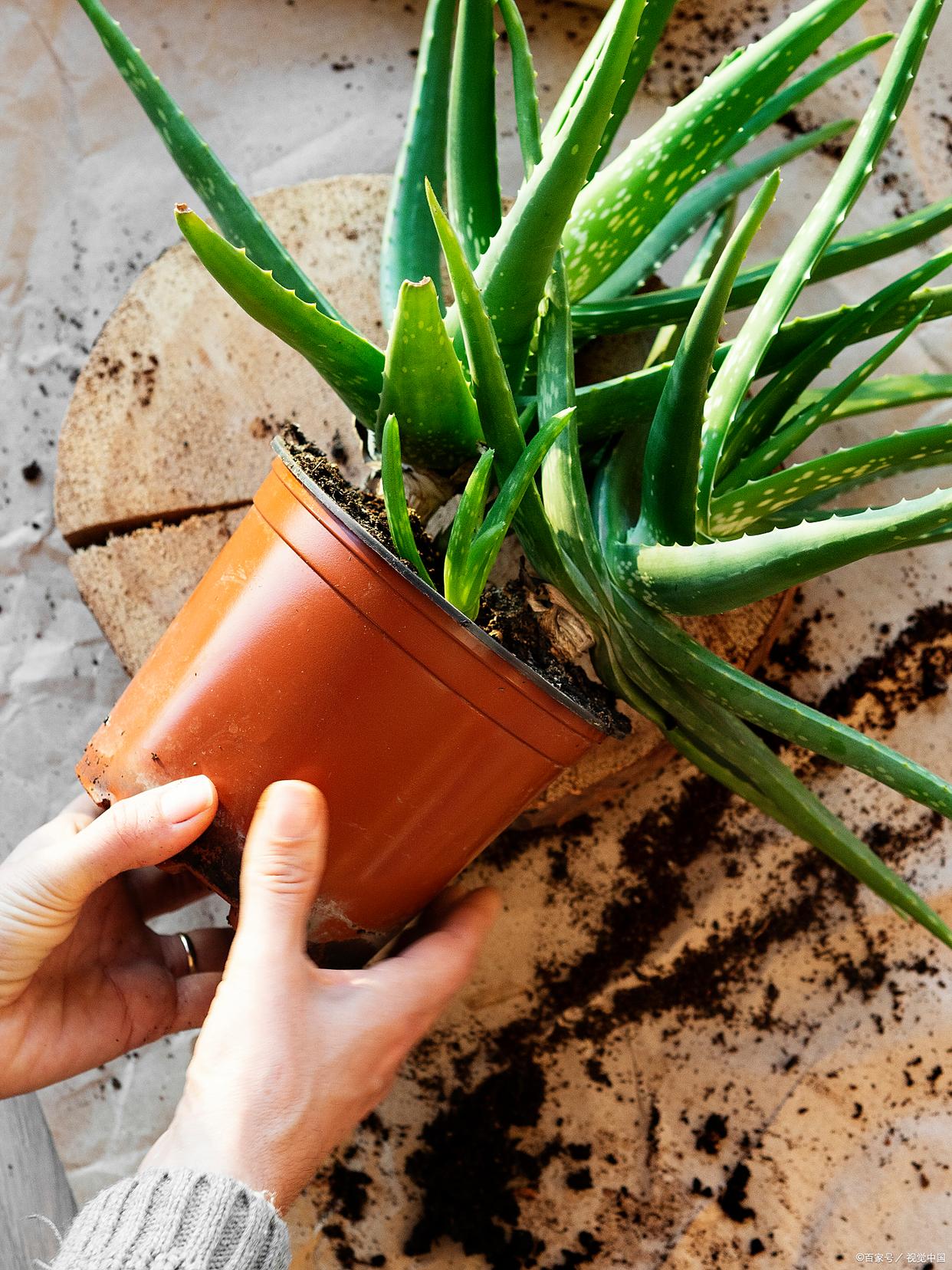 芦荟怎么养多长时间浇一次水