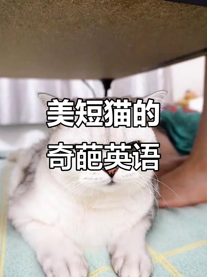 猫咪的英语是什么猫咪英语怎么读
