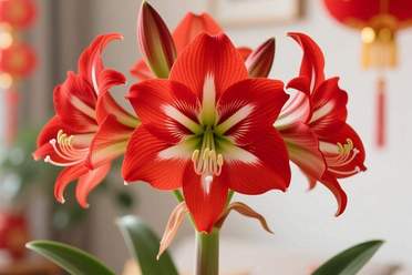 鸿运当头有毒吗能放卧室吗