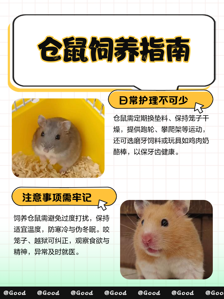 仓鼠能活多久,你知道答案了吗