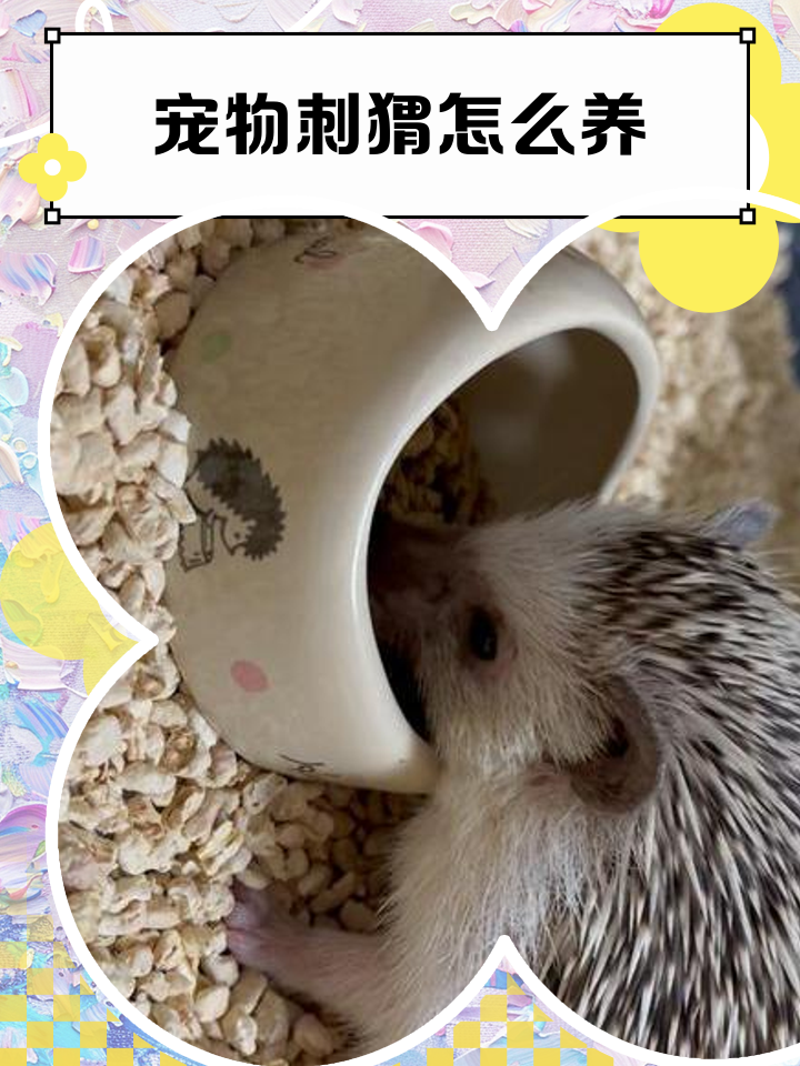 野生刺猬可以养吗犯法吗