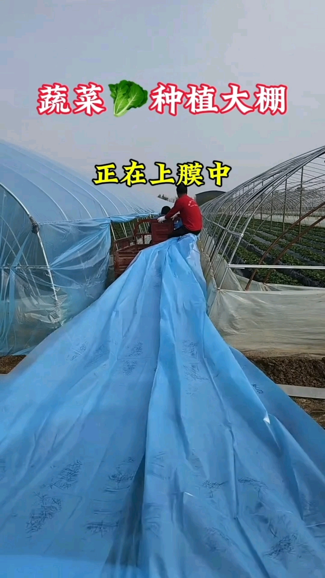 如何正确安装蔬菜温室大棚薄膜