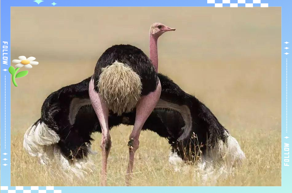 鸵鸟把头埋在沙子里的原因是什么?