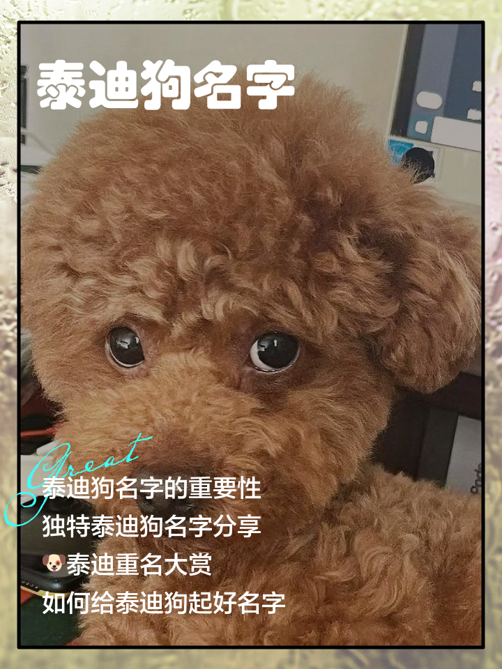 独特好听的小狗名字大全