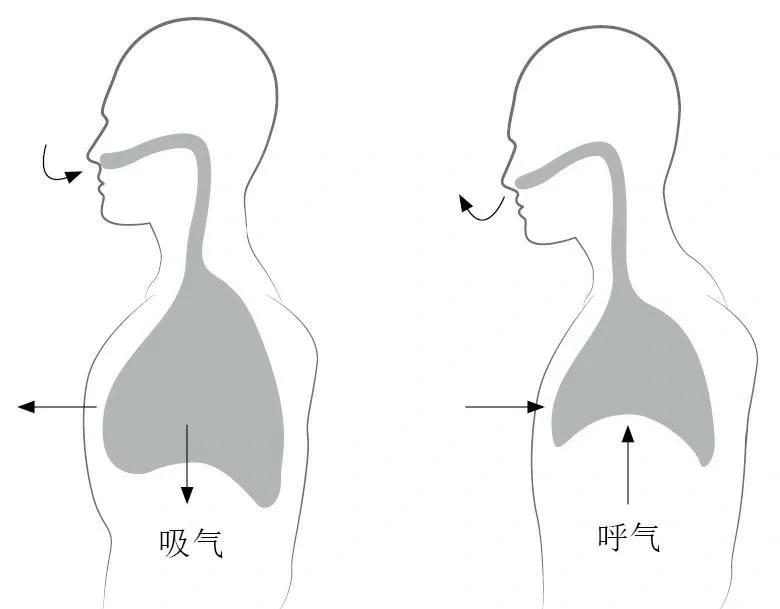 无氧呼吸的两个阶段是怎样的