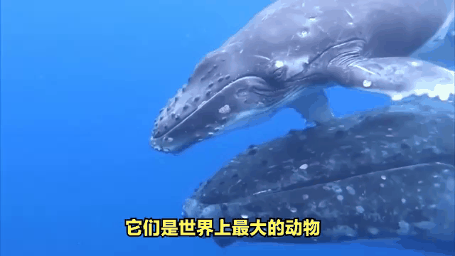 世界最长寿命的动物排名