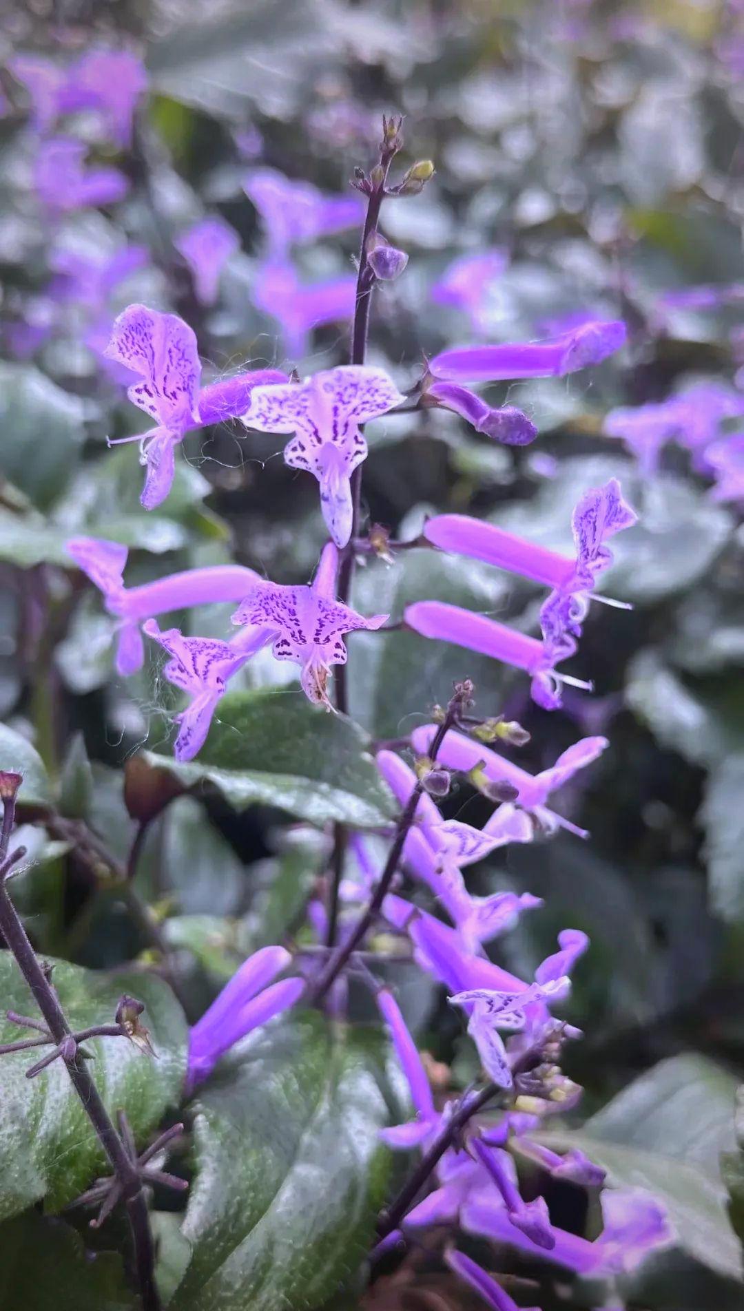 紫色的茶文雅好听的名字