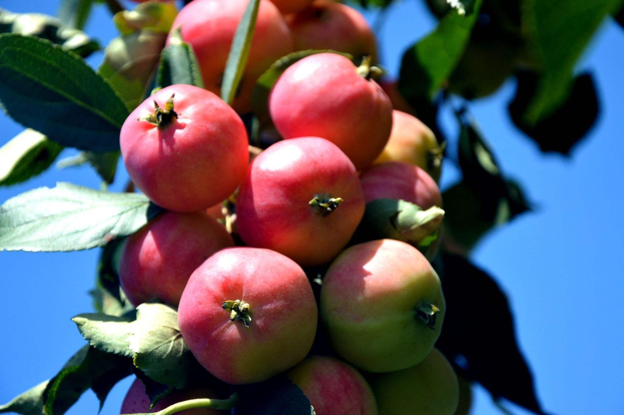 秋天成熟的果子有哪些水果