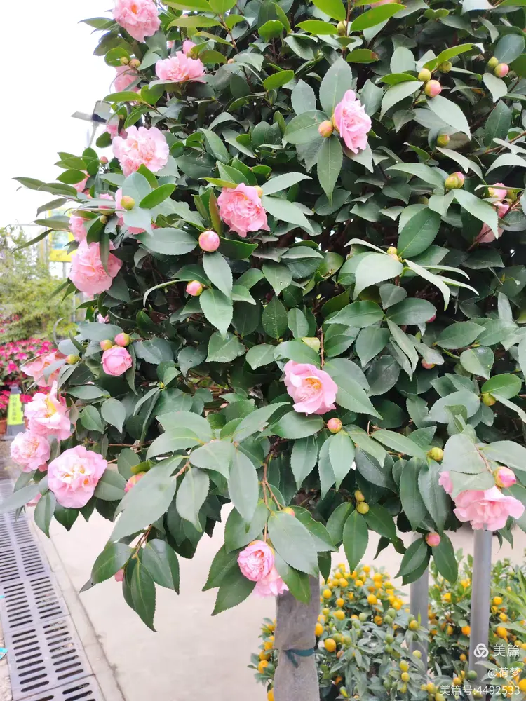 冬天室内可以养哪些茶花