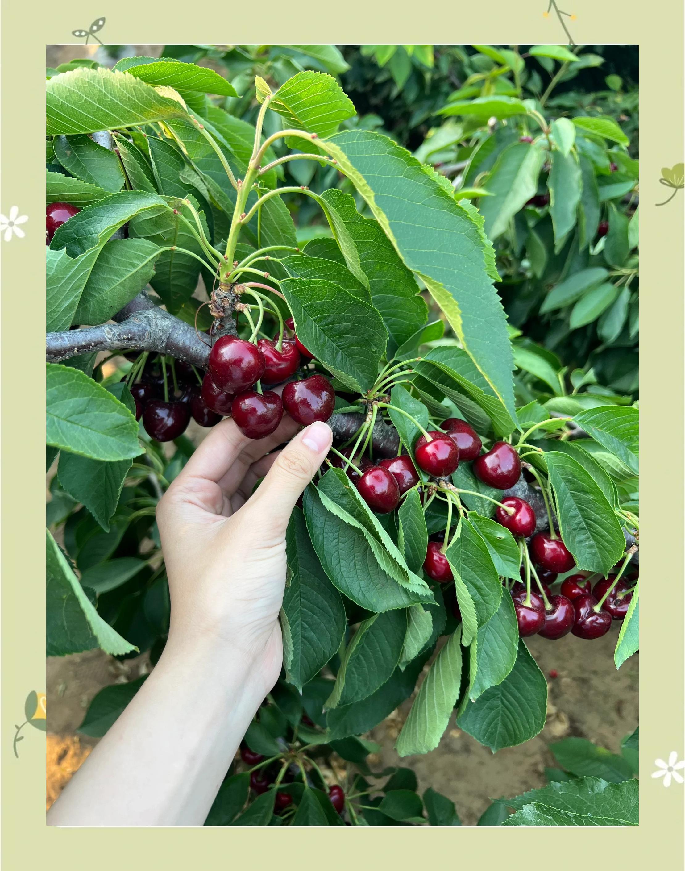 各地樱桃成熟季节是什么时候