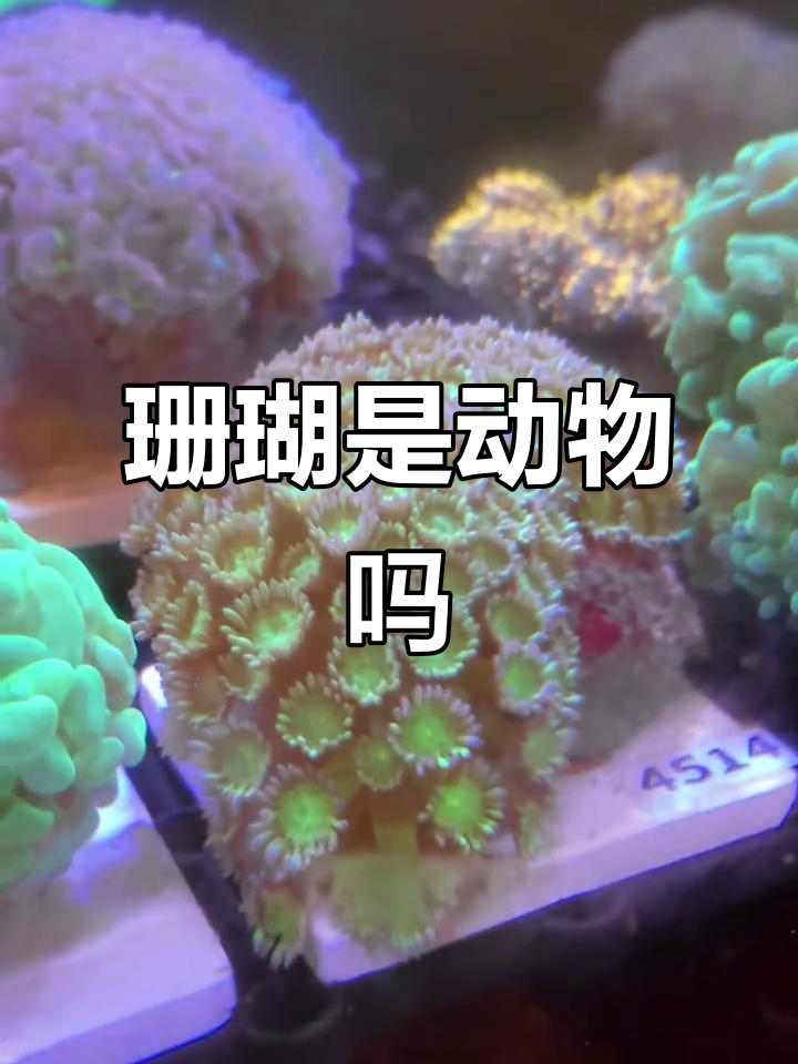 头戴珊瑚帽是什么动物