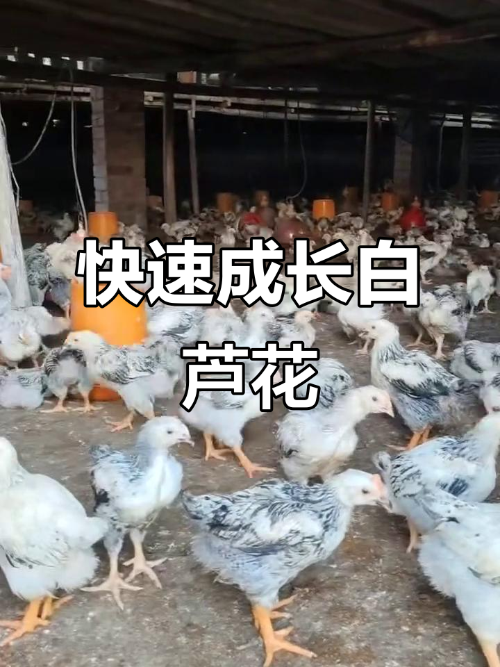 芦花鸡养殖三个芦花鸡阶段养殖方法