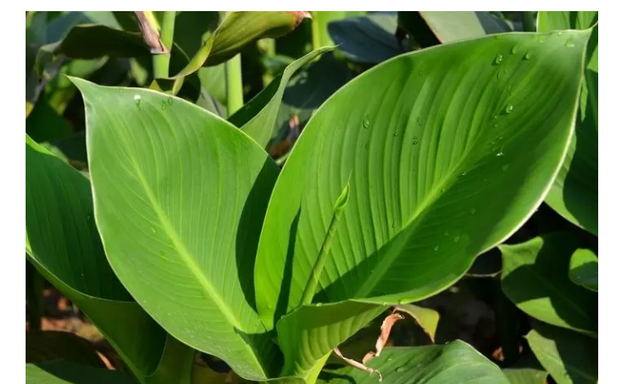 芭蕉扇是什么植物叶子做的