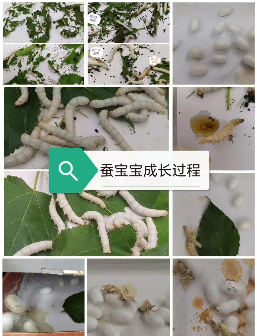 蚕茧是由多少根蚕丝组成