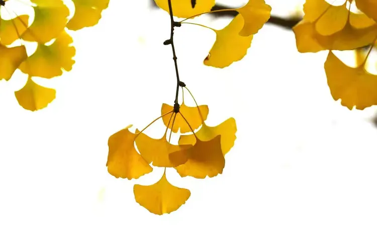 美不自美因人而彰的命题的三层含义介绍