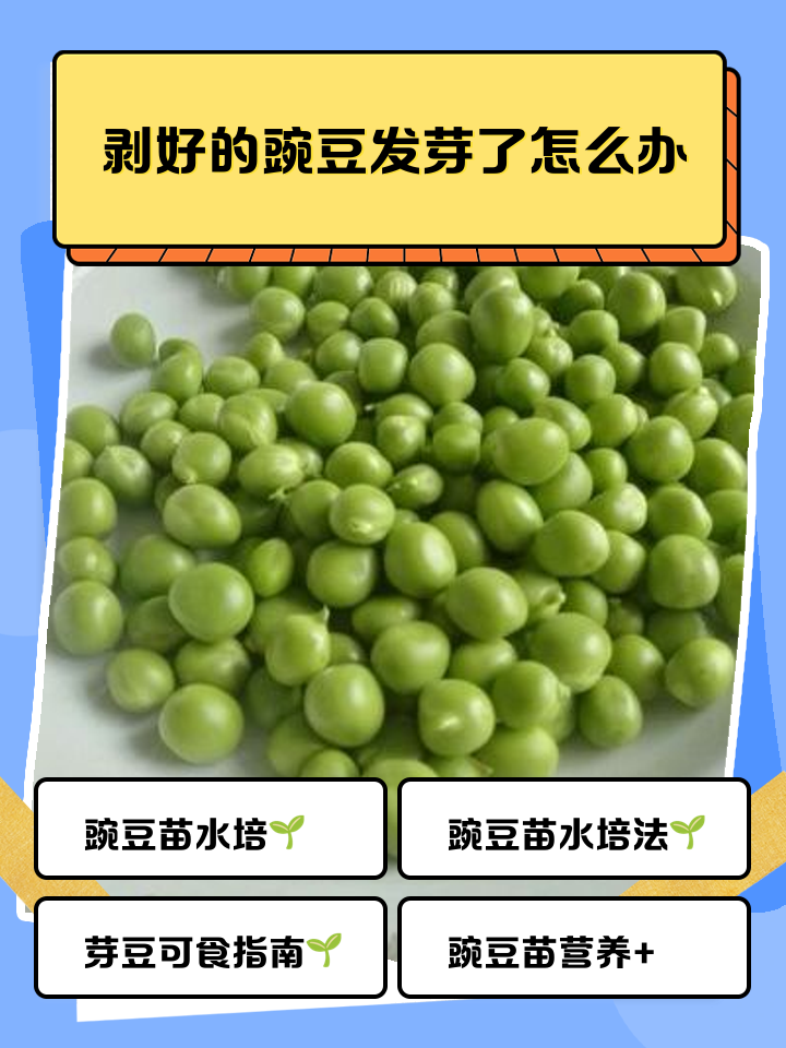 豌豆放冰箱发芽了还可以吃吗