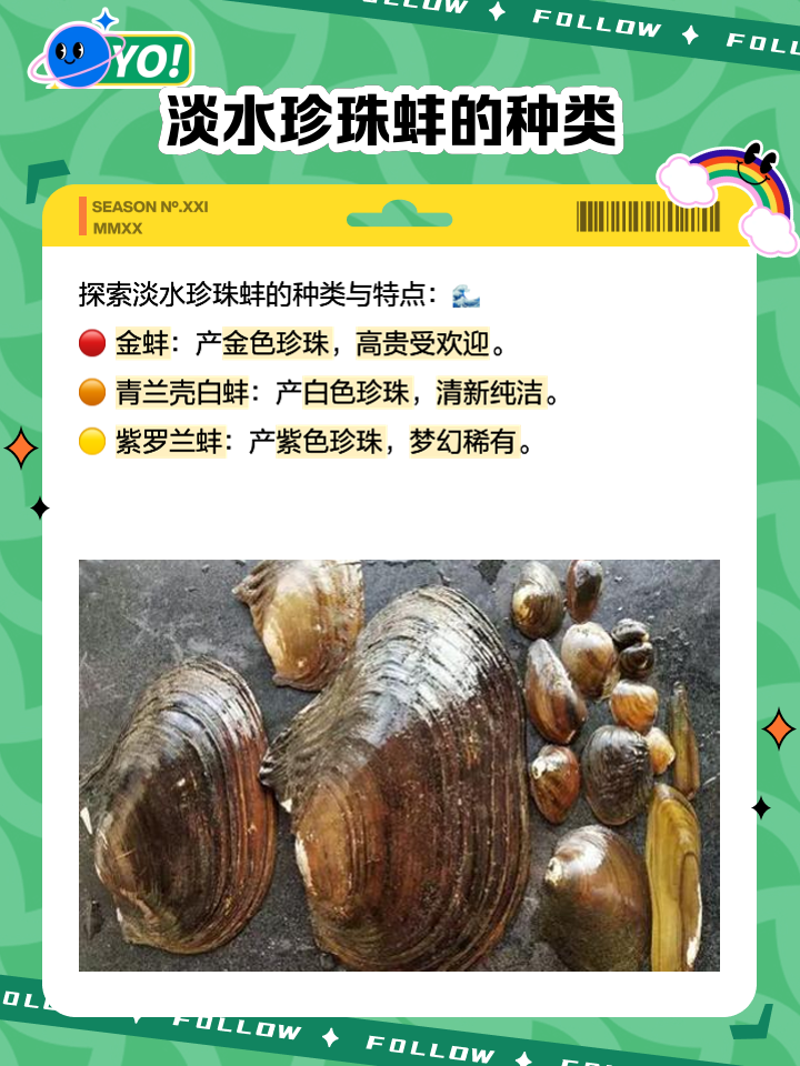 象拔蚌的功效与作用是什么