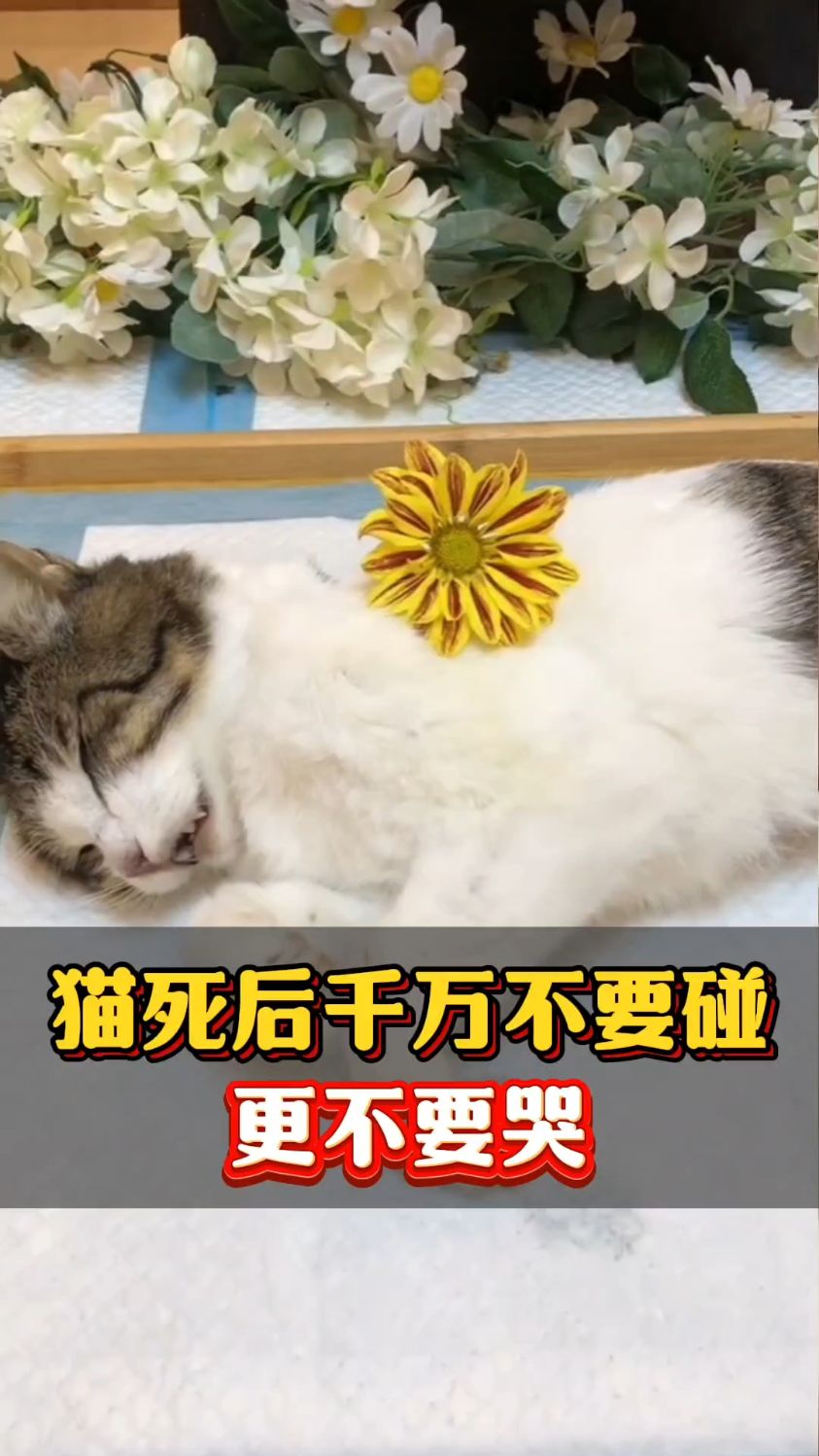 猫死了,是不是家里有灾