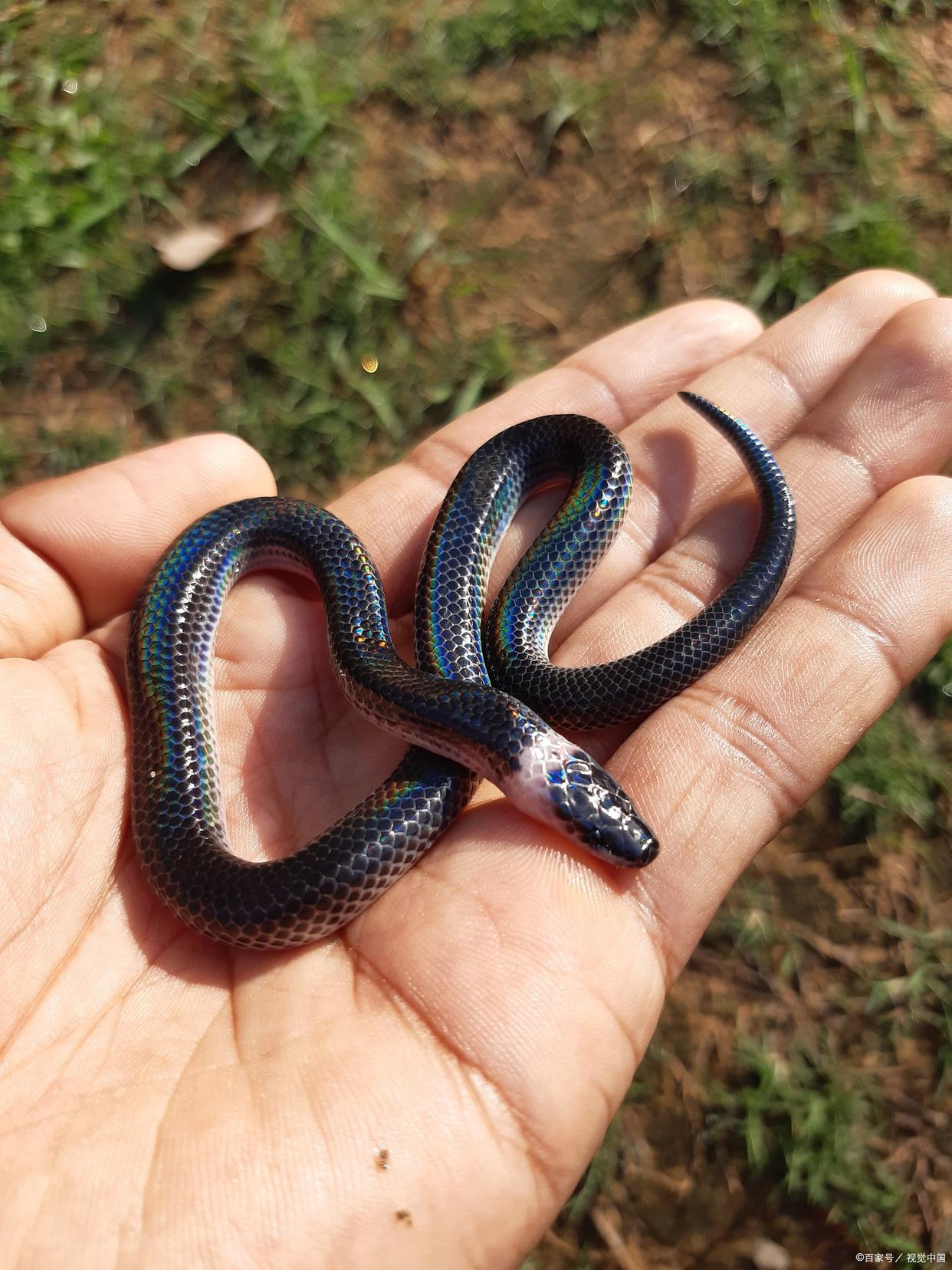 梦见被蛇咬手是什么意思