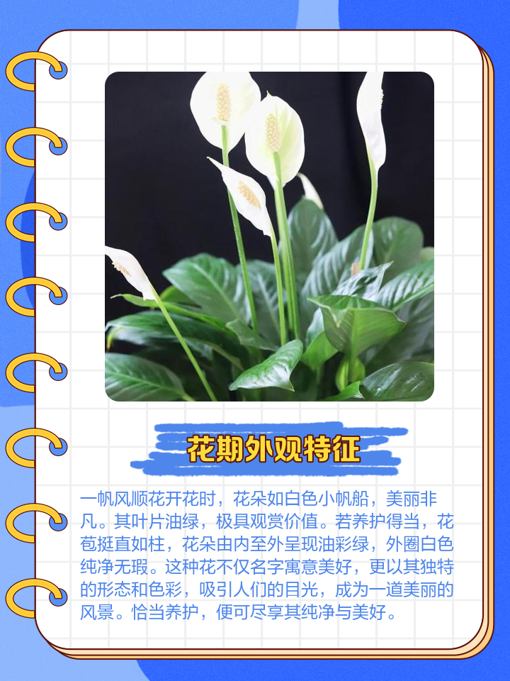 家里千万不能养的6种花一帆风顺