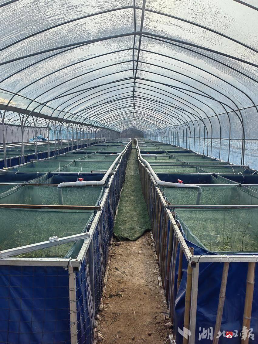 黄鳝养殖黄鳝养殖技术